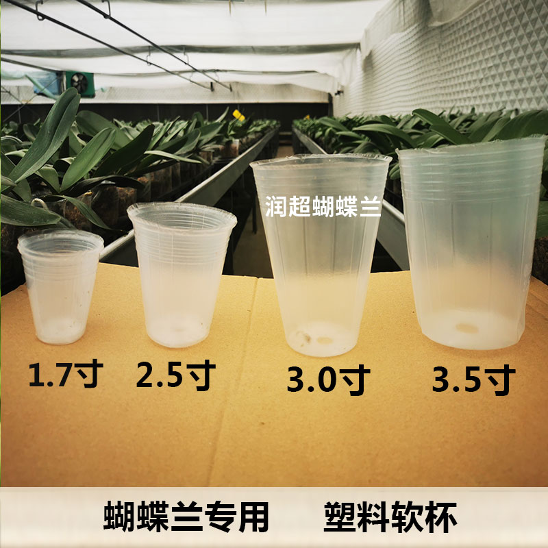 蝴蝶兰专用种植盆1.7寸2.5寸3.0寸3.5寸育苗杯营养钵营养杯盆栽