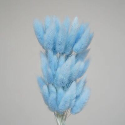 永生兔尾草干花狗尾巴草真花