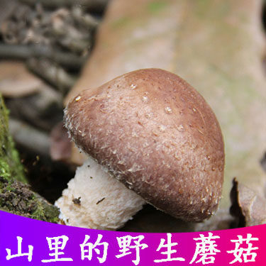 小香菇野生湘西山区农民自采野生