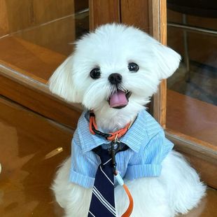 公狗 泰迪小狗夏装 高智感男友宠物猫衣服春夏薄款 比熊卡西高地衬衫