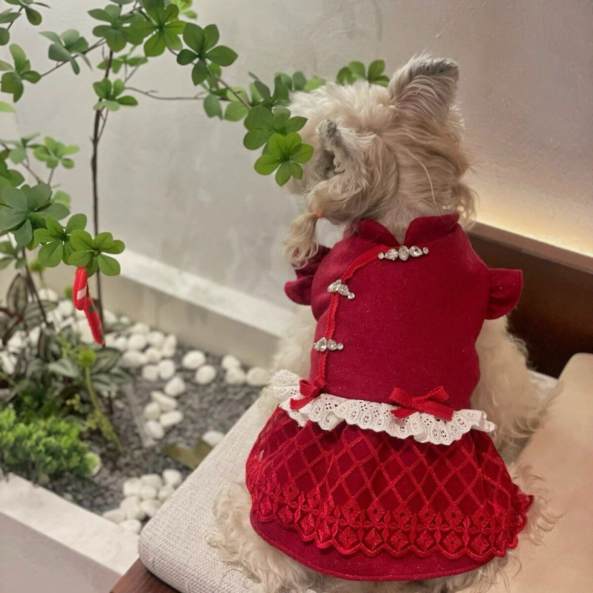 宠物衣服秋冬新款喜庆保暖拜年服裙子泰迪比熊狗狗猫咪新年服,宠物/宠物食品及用品,狗宠物服装/雨衣,淘宝优惠券,粉丝福利购,淘宝优惠卷