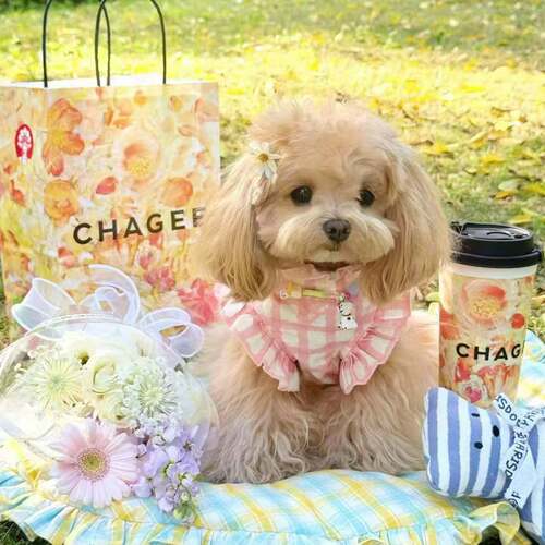 狗狗宠物衣服新款格子比熊春夏泰迪小型衬衫薄款雪纳瑞猫咪幼犬