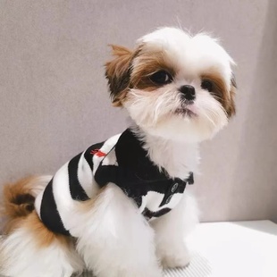 春秋冬新款 宠物猫狗黑白条纹毛衣polo针织刺绣马尔济斯衣服