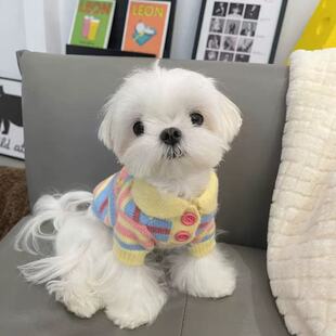 比熊泰迪雪纳瑞小型犬条纹保暖毛衣 新款 网红猫咪狗狗服装 2025秋季