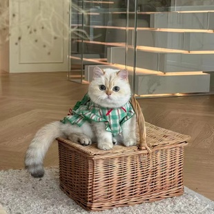 INS韩国夏秋爱心衬衫 爱心绑带野餐风宠物衣服 裙比熊泰迪狗狗裙子