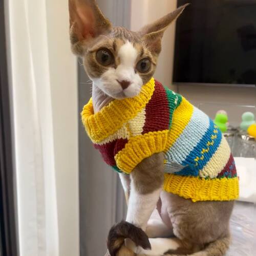 猫咪秋冬衣服新款约克夏背心彩虹毛衣比熊雪纳瑞针织马尔济斯