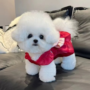 狗狗衣服夏季 透气流光纱公主礼服裙子宠物泰迪比熊猫咪牵引扣 薄款