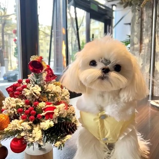 可牵引背心小型犬马尔济斯西施可爱约克夏 无袖 宠物衣服狗冬季 韩版