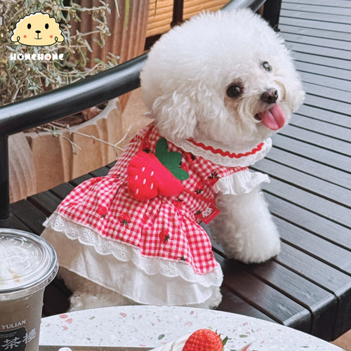 夏季薄款中小型幼犬泰迪比熊公主
