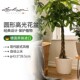 Lechuza德国进口自吸水花盆酒店落地圆形环保树脂花盆classic