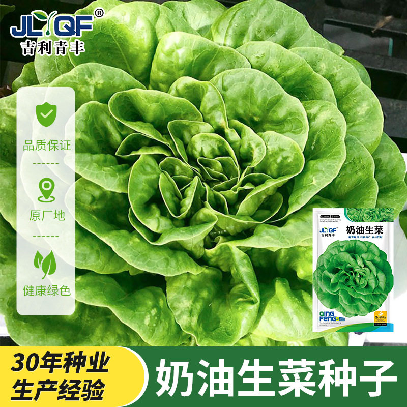 奶油生菜种子种籽四季夏天夏季适合可以种植冬季菜籽蔬菜孑籽种的