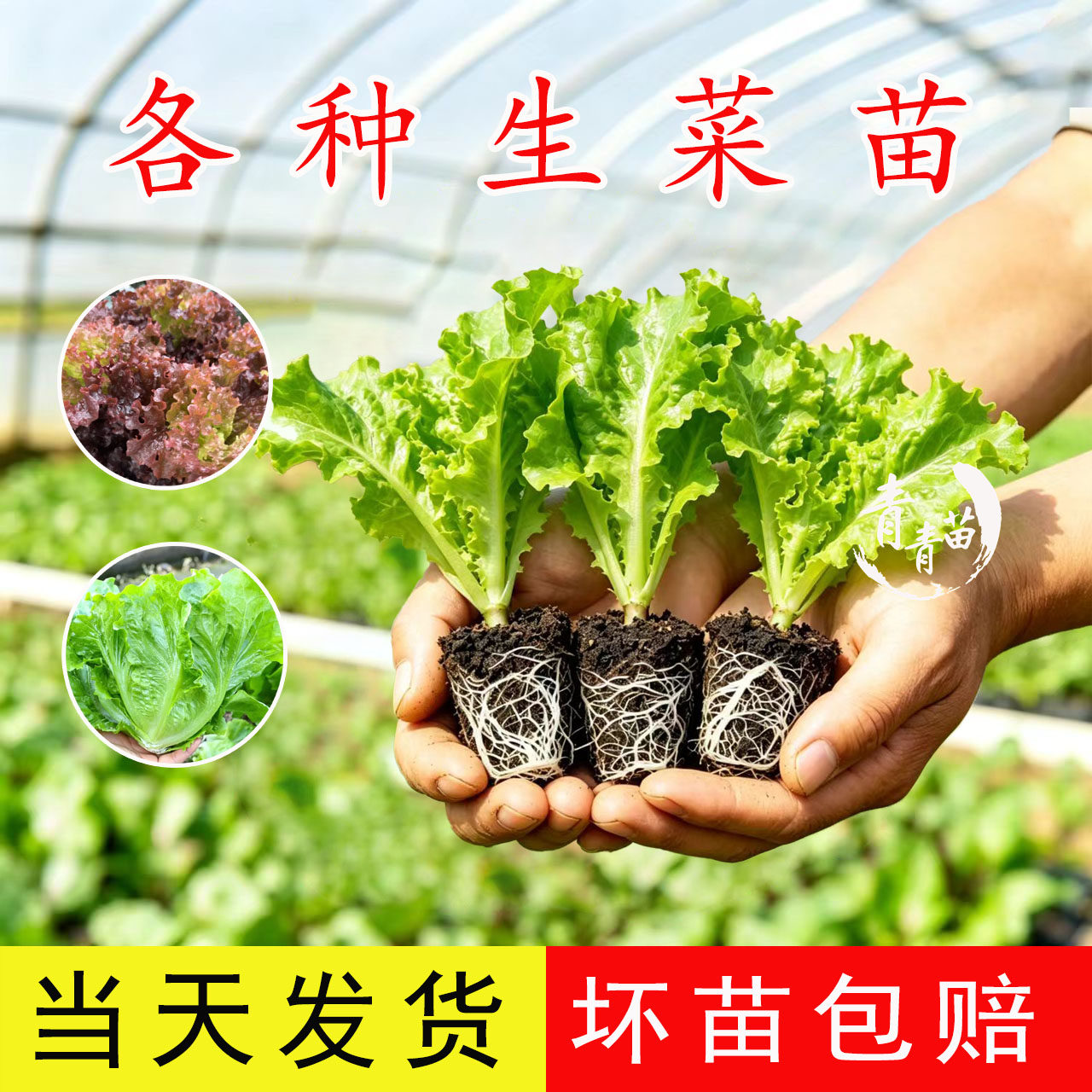 意大利生菜苗带土紫叶速生紫生菜苗牛心甘蓝紫包菜耐寒四季蔬菜苗