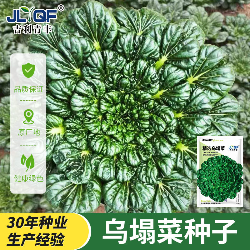 乌塌菜种子高钙保健蔬菜种孑养心菜菊花心大白菜春秋四季播菜种籽