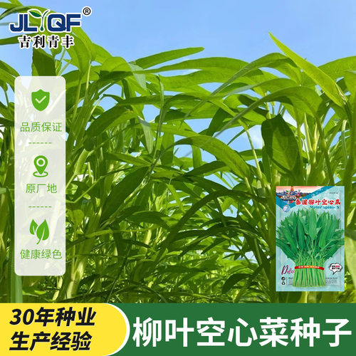 柳叶空心菜种子四季播阳台盆栽农家水培大叶空心菜籽蔬菜种子