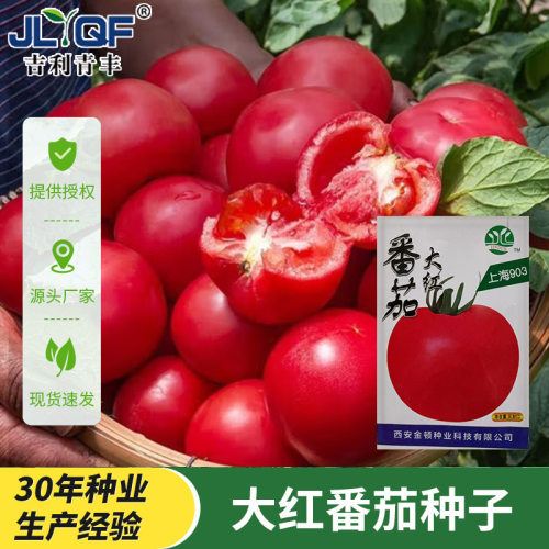 金顿大红番茄种子四季播沙瓤铁皮柿子个大酸甜蔬菜盆栽西红柿种籽