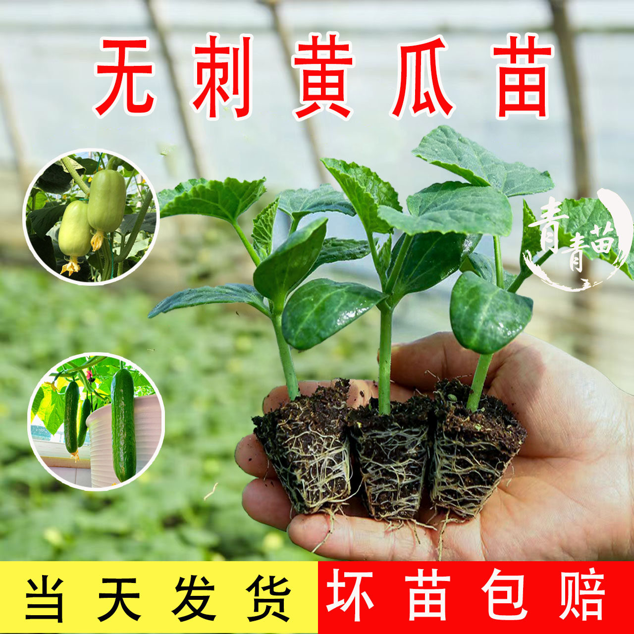 旱黄瓜苗秧苗羊角蜜哈密瓜西葫芦丝瓜西红柿水果香瓜白甜瓜蔬菜苗 - 实物图