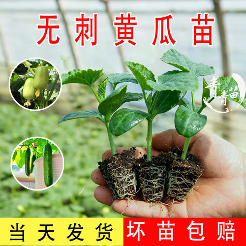 水果黄瓜秧苗哈密瓜羊角蜜蔬菜苗