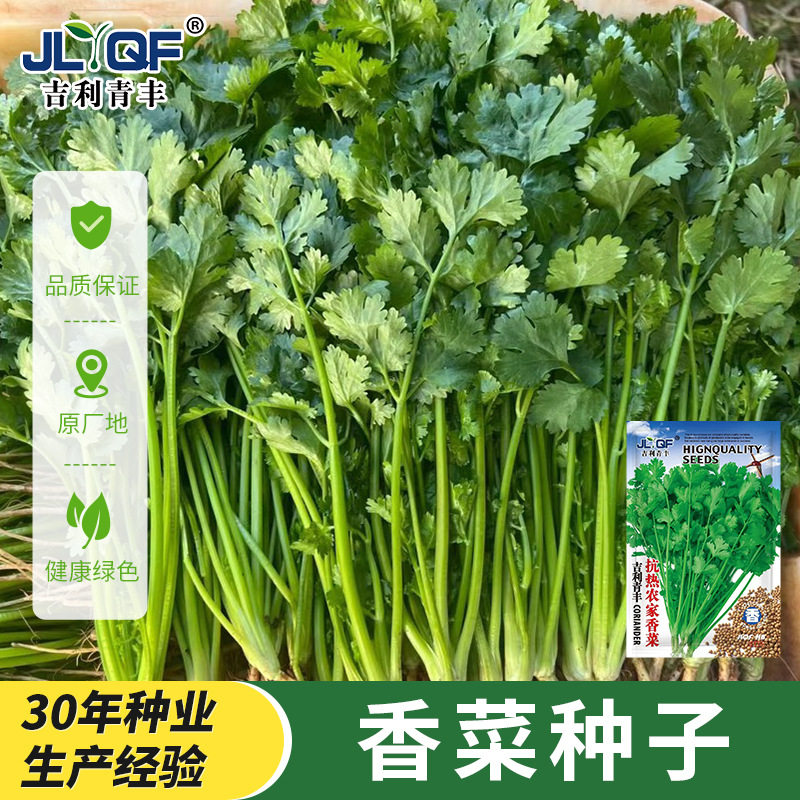 耐热香菜种子山东农家香菜籽种春夏四季速生芫荽种孑盆栽蔬菜大全