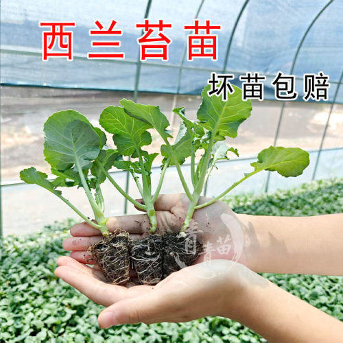 西兰苔菜苗有机西兰花秧苗