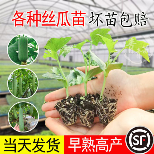 肉丝瓜秧苗南瓜西葫芦秋葵蔬菜苗
