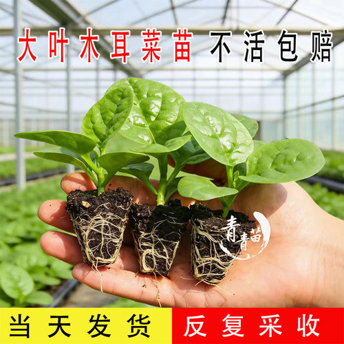 木耳菜家庭园艺种子木耳菜苗