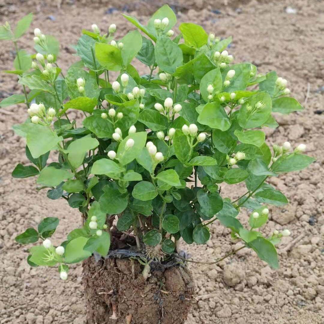 重瓣茉莉花盆栽浓香型带花苞带盆驱蚊绿植物花卉室内阳台净化空气