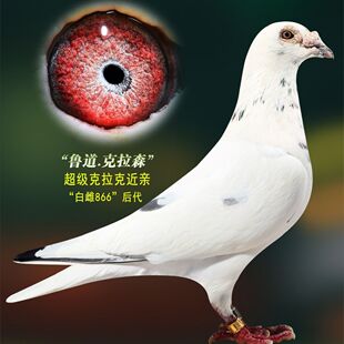 纯鲁道克拉森血统赛鸽信鸽种鸽一对