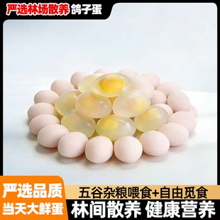 【山林生态放养】新鲜鸽子蛋当日现产初生白鸽蛋30枚宝宝孕妇营养
