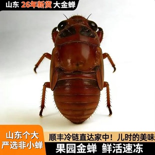 【26新货特大号】知了猴新鲜金蝉活体生鲜速冻知了鲜活蚕蝉蛹爬叉