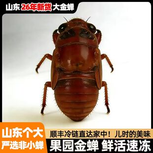 【生态果园金蝉】知了猴新鲜活体速冻当季知了生蚕蝉蛹爬叉猴顺丰