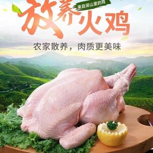 散养火鸡活体现杀火鸡肉9-10斤新鲜整只火鸡圣诞火鸡感恩火鸡包邮