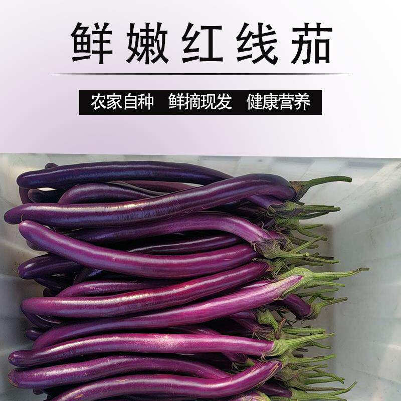 现摘新鲜茄子长茄杭茄线茄紫茄细茄山东农家自种时令蔬菜5斤包邮