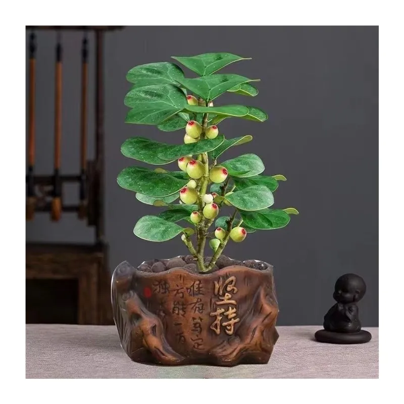 10菩提树盆栽室内发财树四季禅意绿植客厅招财绿植水培小盼带果10