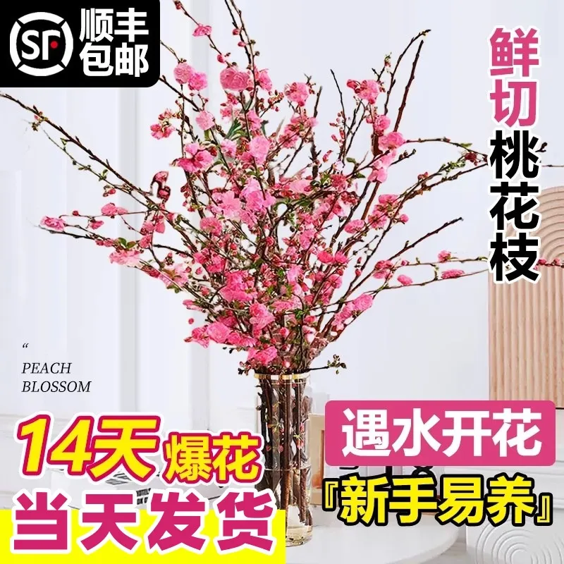 桃花枝水培植物红梅鲜花切枝树干枝珍珠李花卉室内水养绿植物盆栽