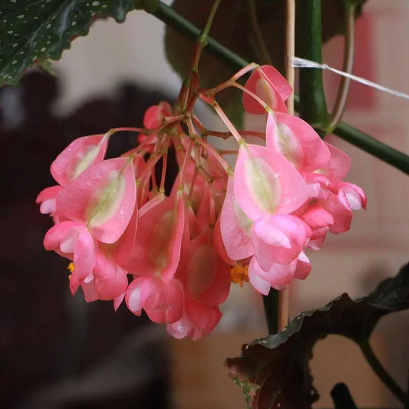 竹节海棠花卉盆栽大叶斑点易活四季阳台观叶秋海棠木本绿植物