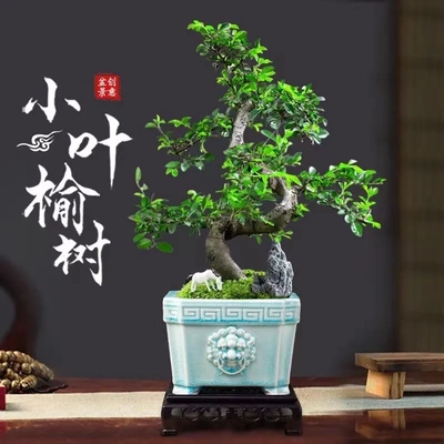 10小叶榆树老桩榔榆提根造型盆景花卉绿植客厅办公室桌面植物新10