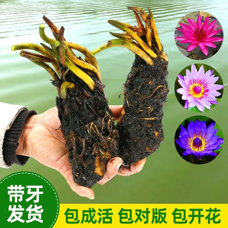 10睡莲水培植物四季水养水莲花苗耐寒大睡莲根块荷花睡莲带花苞10