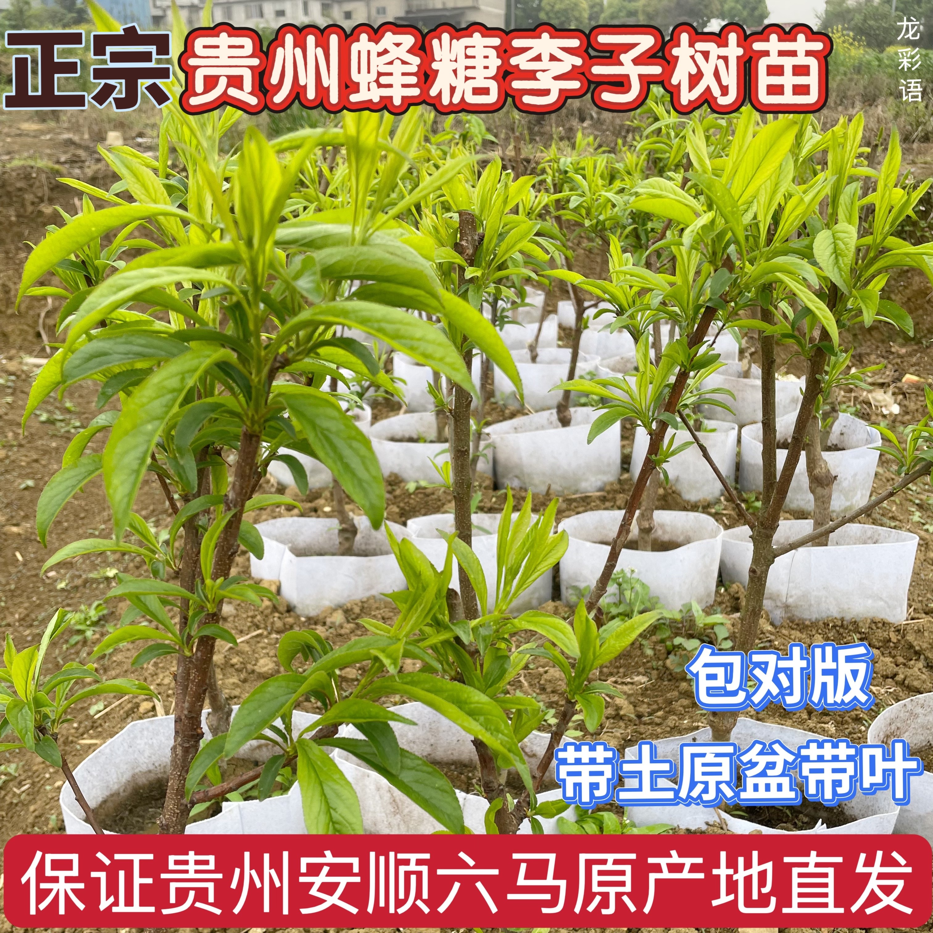 贵州六马蜂糖李苗一代嫁接苗李子苗树苗蜂糖李南北种植抗寒抗热
