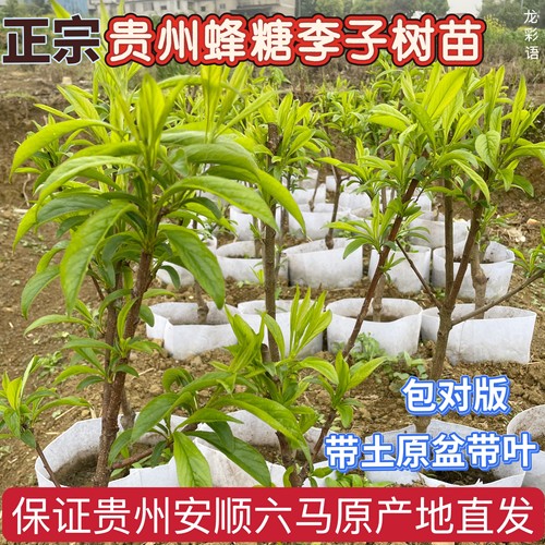 贵州六马蜂糖李苗一代嫁接苗李子苗树苗蜂糖李南北种植抗寒抗热