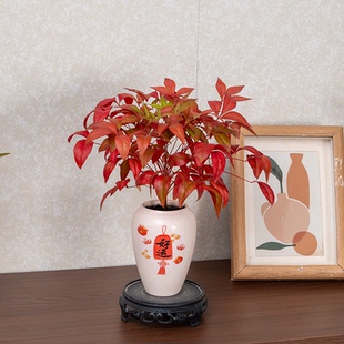 火焰南天竹盆栽观叶小盆景好养易活微景观耐寒绿植书房茶桌禅意