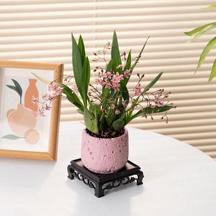 梦香文心兰盆栽带花苞香水巧克力迷你文心兰跳舞兰多年生室内兰花