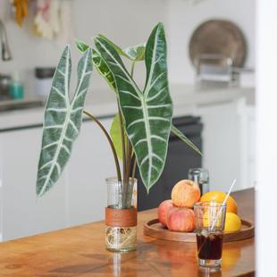 办公桌水培植物银脉剑叶海芋水培热带绿植室内办公桌餐桌植物好养