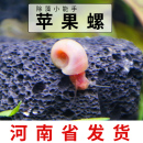 苹果螺观赏螺工具螺水族宠物冷水活体草缸除藻龟粮食淡水繁殖爆缸