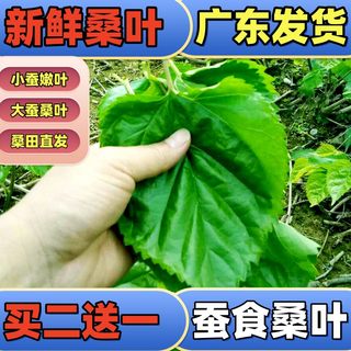 新鲜桑叶蚕宝宝食物特嫩农家桑叶新鲜1斤叶大肉厚桑树苗盆栽包邮