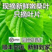 顺丰空运现摘新鲜桑叶大小蚕宝宝食物天然口粮农家桑叶1斤2斤 包邮