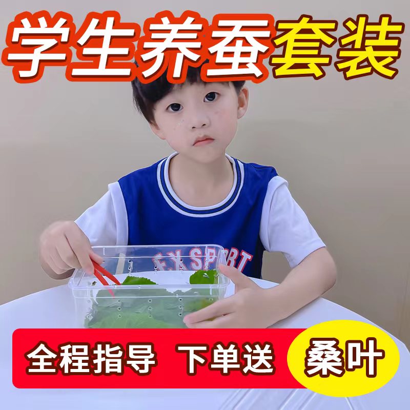 蚕宝宝活物卵学生养蚕套装七彩宠物幼虫观察盒1234龄蚕卵新鲜桑叶
