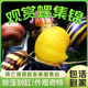观赏螺除藻螺工具螺苹果螺紫纹神秘螺蜜蜂角螺黄金橙兔紫纹螺