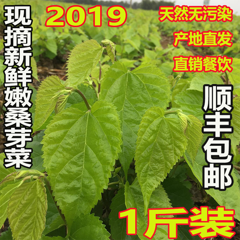 【现摘现发】食用新鲜桑叶芽菜嫩桑叶上汤桑芽菜可做桑叶茶 500克