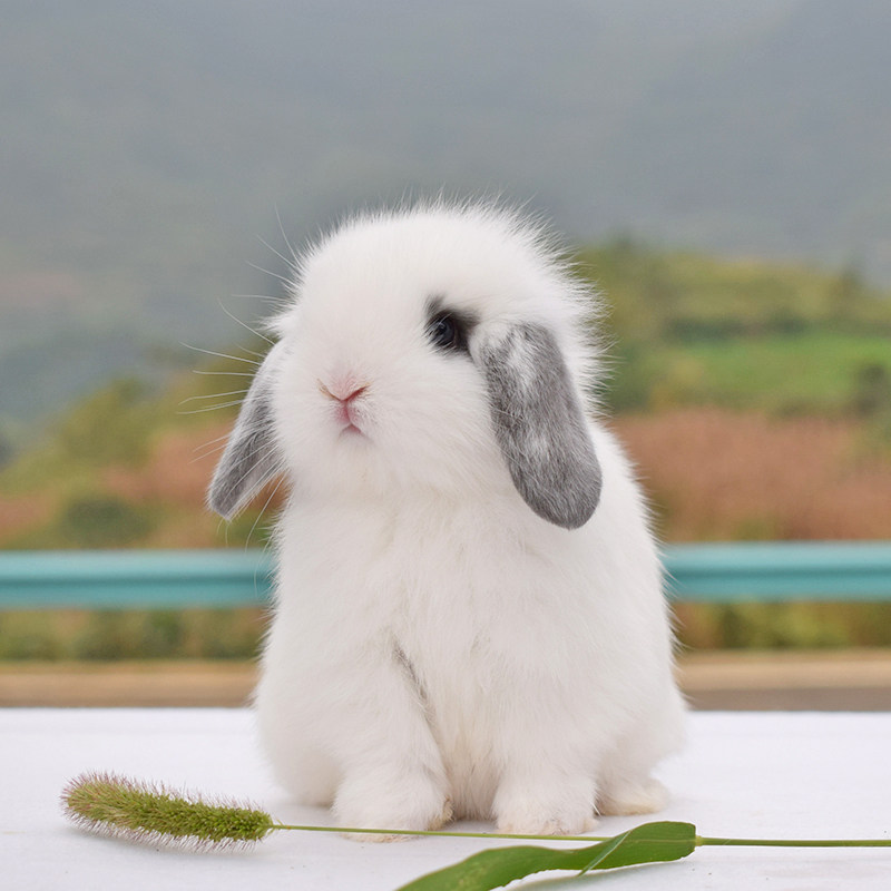 茶杯兔宠物兔子活物侏儒兔荷兰垂耳兔活幼崽盖脸猫猫兔小型公主兔