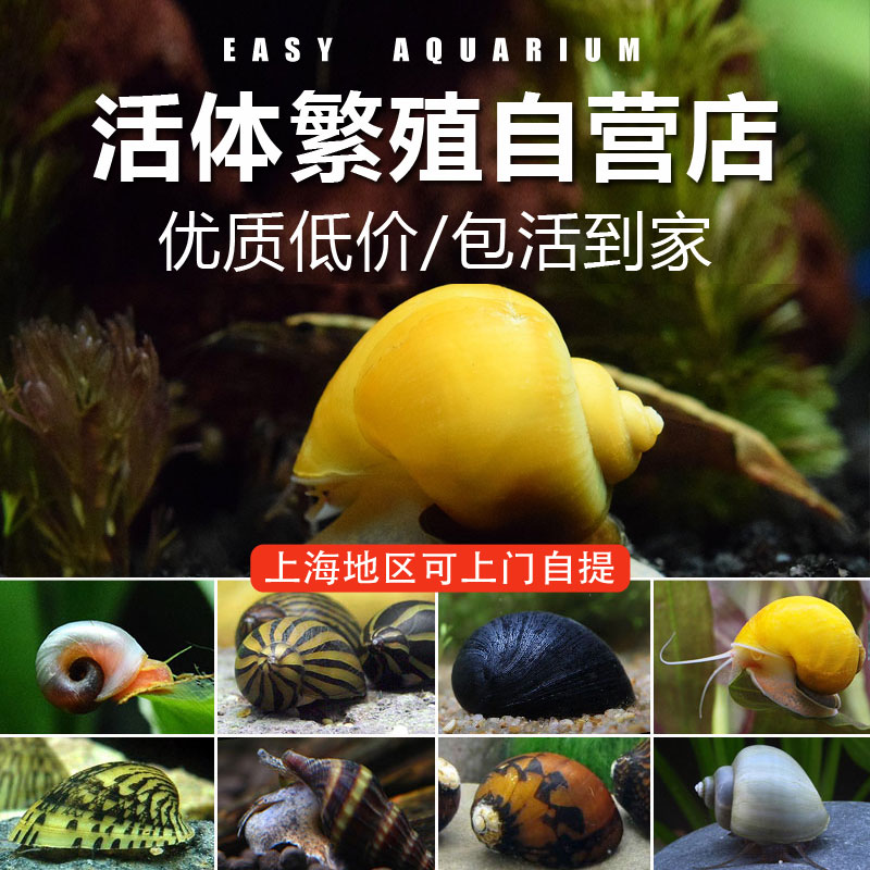 清理缸吃藻食藻粪便的螺观赏螺蜗牛鱼缸螺类生物清洁除藻螺苹果螺